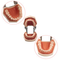 Model dentystyczny model zębów zęby gumowe Model nauczania standardowy Model dentystyczny Typodont demonstracja z wymiennym zębem 200H 3